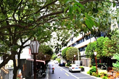 桂花巷,探寻古韵与现代交融的市井风情