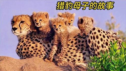 猫科动物的故事